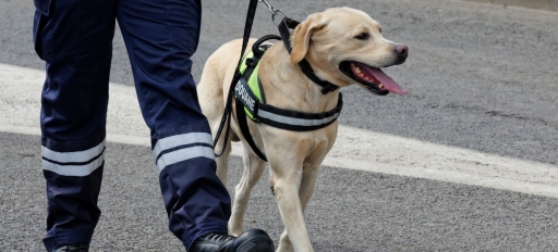 Chien douanier